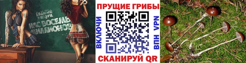 цена Безенчук Псилоцибиновые грибы GOLDEN TEACHER